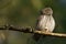 Pygmy owl Glaucidium passerinum little owl natural dark forest