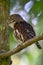 Pygmy owl , little owl Glaucidium passerinum