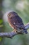 Pygmy owl , little owl Glaucidium passerinum