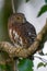 Pygmy owl , little owl Glaucidium passerinum