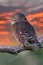 Pygmy owl , little owl Glaucidium passerinum