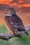 Pygmy owl , little owl Glaucidium passerinum