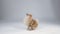 Pygmy Pomeranian Spitz on a gray gradient background in the studio. The dog stands in full growth, then stands on its