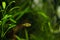 Pygmy pufferfish, pea pufferfish close up photo. Dwarf pufferfish, Malabar pufferfish tropical freshwater fish