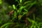 Pygmy pufferfish, pea pufferfish close up photo. Dwarf pufferfish, Malabar pufferfish tropical freshwater fish