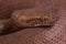 Pygmy python / Antaresia perthensis