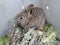 Pygmy Rabbit Relocation