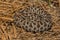 Pygmy Rattlesnake