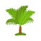 Pygmy or sago palm tree - tropical plant with green leaves and short trunk