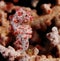 A pygmy sea horse disguising itself as coral