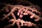 A Pygmy Seahorse - Hippocampus bargibanti