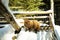 Pygmy sheep outdoor in winter season in sunny day