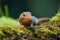 pygmy shrew with an insect in its mouth, whiskers twitching