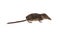 Pygmy shrew on white background