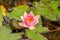Pygmy water lily or Nymphaea Tetragona plant in Zurich in Switzerland
