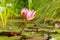 Pygmy water lily or Nymphaea Tetragona plant in Zurich in Switzerland