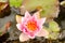 Pygmy water lily or Nymphaea Tetragona plant in Zurich in Switzerland