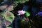 Pygmy water-lily on pond