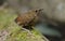 Pygmy Wren Babbler