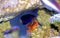 Pygmy Yellowtail Angelfish - Centropyge flavicauda