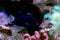 Pygmy Yellowtail Angelfish - Centropyge flavicauda