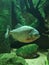 Pygocentrus piraya, piranha. Close-up of a piranha in an aquarium.