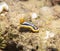 Pyjama chromodorid nudibranch on a rock