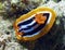 A Pyjama Nudibranch Chromodoris Quadcolour in the Red Sea