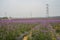 Pylons in blossoming flower field