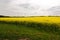 Pylons in a field