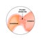 Pyloric sphincter of the stomach duodenum. Pylorus. Infographics. Vector image on isolated background