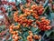 Pyracantha angustifolia (narrow-leaved Blackthorn)