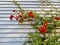 Pyracantha angustifolia or narrowleaf firethorn shrub with red berries against blue wall