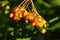 Pyracantha berries