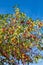 Pyracantha Berries in Shrub