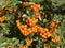 Pyracantha berry shrub