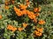 Pyracantha berry shrub