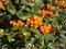 Pyracantha berry shrub