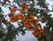 Pyracantha berry shrub in winter