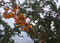 Pyracantha berry shrub in winter