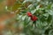 pyracantha branch with red berries in a public garde