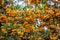 Pyracantha branches with yellow ripe berries. Beautiful nature background