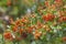 Pyracantha bush with green foliage and orange berries in fall garden