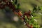 Pyracantha coccinea branch with berry-like pomes