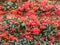 Pyracantha coccinea, evergreen bush