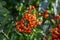 Pyracantha coccinea scarlet firethorn ornamental shrub, orange group of fruits hanging on autumnal shrub