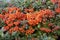 Pyracantha coccinea scarlet firethorn ornamental shrub, orange group of fruits hanging on autumnal shrub