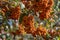 Pyracantha coccinea scarlet firethorn ornamental shrub, orange group of fruits hanging on autumnal shrub