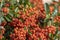 Pyracantha coccinea scarlet red firethorn ornamental shrub, orange group of fruits hanging on autumnal shrub