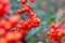 Pyracantha crenulata, Red fruits of the evergreen plant Pyracantha